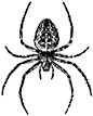 Arachnide