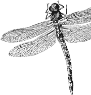 Aeschne bleue
