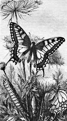 Métamorphose d’un Machaon sur un plant de carotte