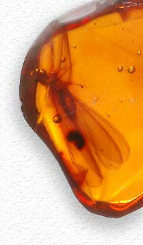 Ambre - Insecte fossilisé