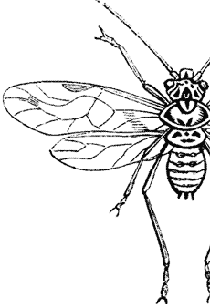 Insecta - Les Insectes