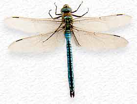 Anax empereur