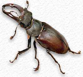 Lucanus cervus