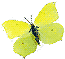 Citron
