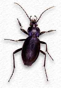 Carabe pourpré - Carabus violaceus Carabus violaceus
