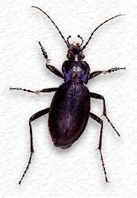 Carabus violaceus