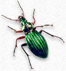 Carabe à reflets d'or - Carabus auronitens Carabus auronitens
