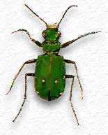 Cicindela campestris