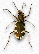Cicindela hybrida