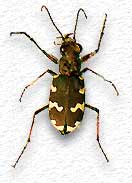 Cicindela hybrida