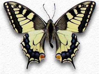 Papilio machaon Papilio machaon