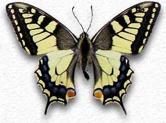 Papilio machaon