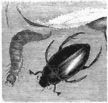 Hydrophile brun