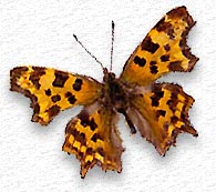 Polygonia c-album