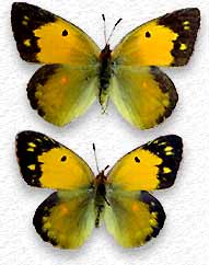 Le Souci  - Colias crocea