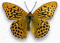 Argynnis paphia