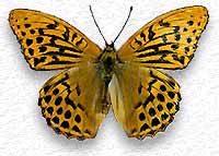 Argynnis paphia