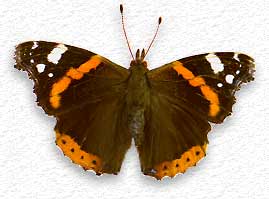 Vanessa atalanta